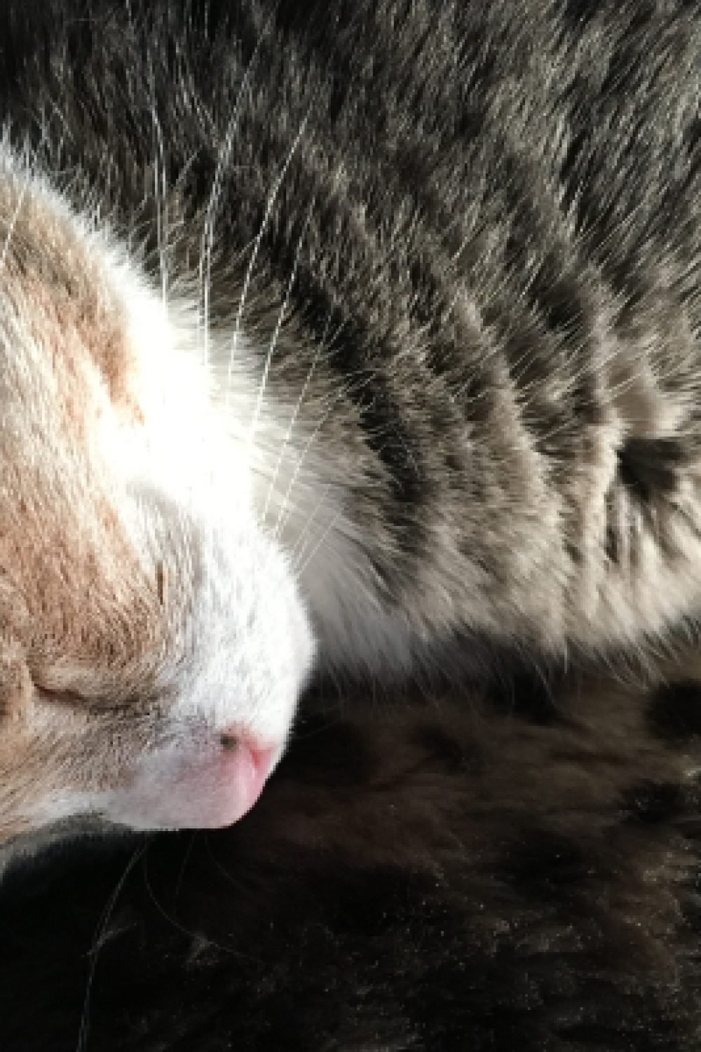 cat-little-thoughts